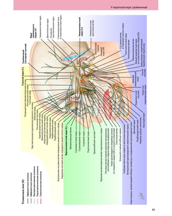 Черепные нервы. 2-е изд