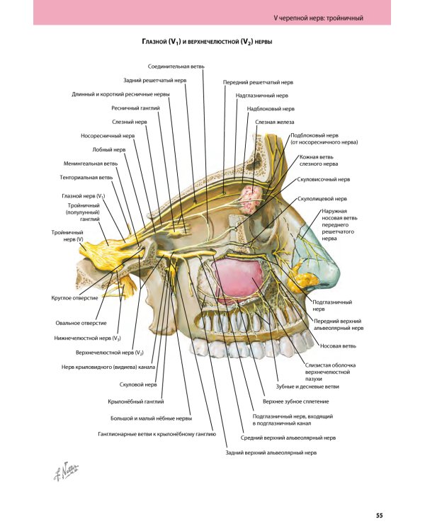 Черепные нервы. 2-е изд