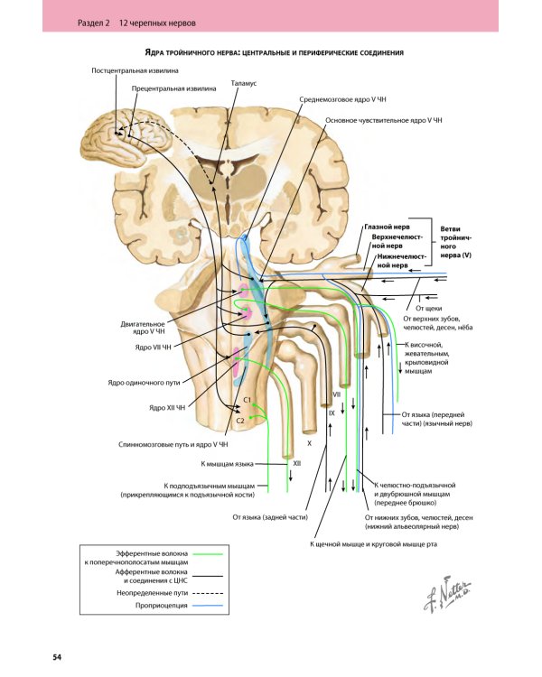Черепные нервы. 2-е изд