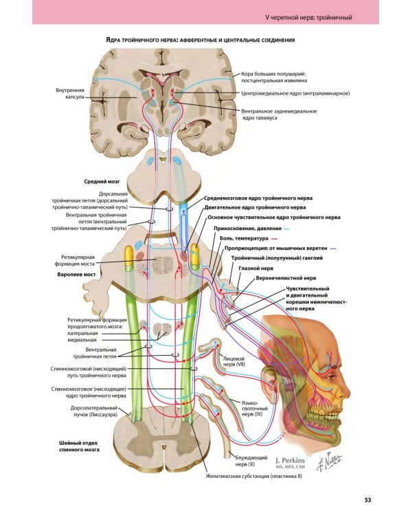 Черепные нервы. 2-е изд