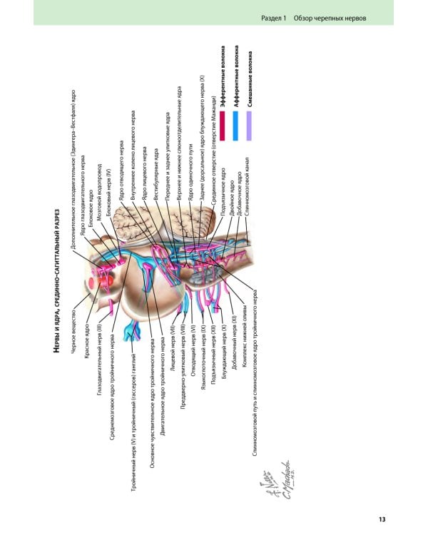 Черепные нервы. 2-е изд