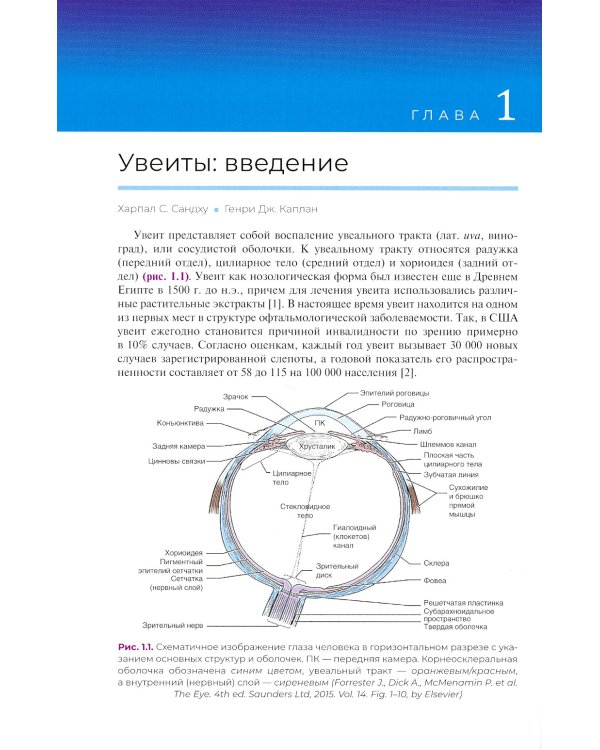 Клинические случаи увеита. Дифференциальная диагностика и лечение