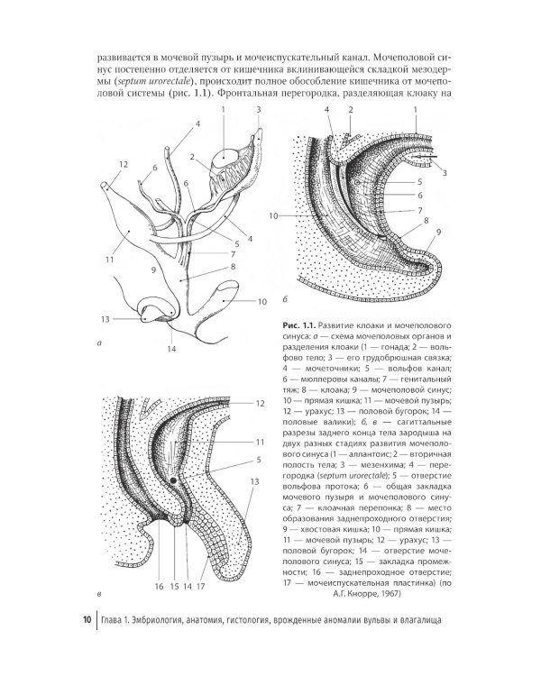 Патология вульвы и влагалища. Диагностические алгоритмы: практическое руководство