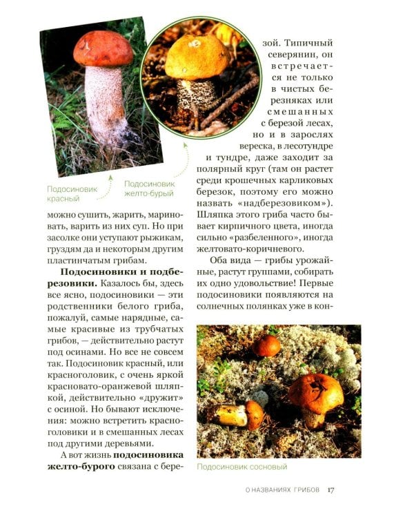 Цезарь и его мухомор (истории из жизни грибов)