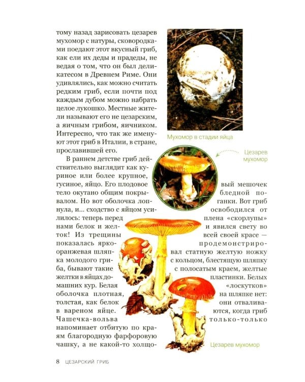 Цезарь и его мухомор (истории из жизни грибов)