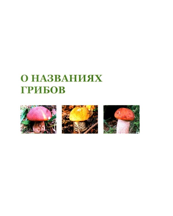 Цезарь и его мухомор (истории из жизни грибов)