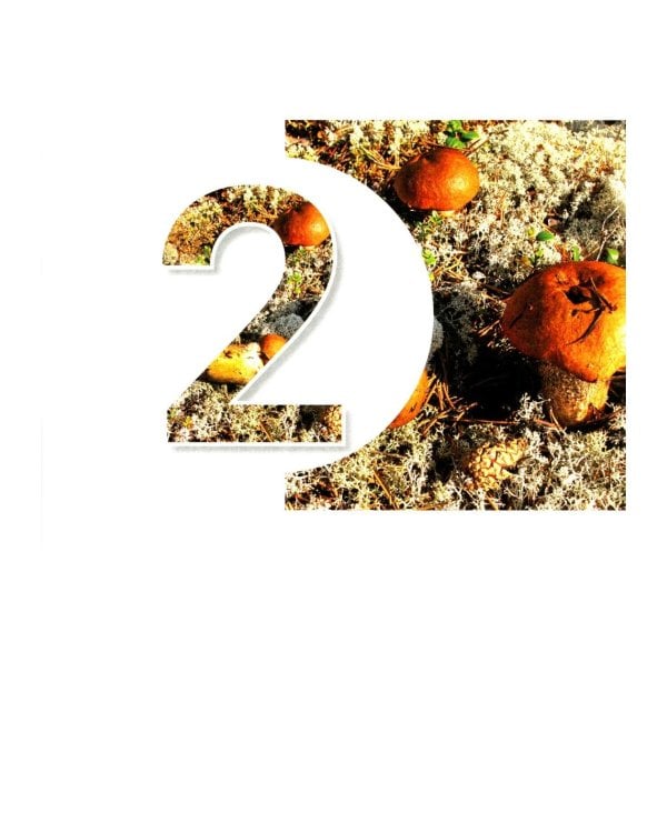 Цезарь и его мухомор (истории из жизни грибов)