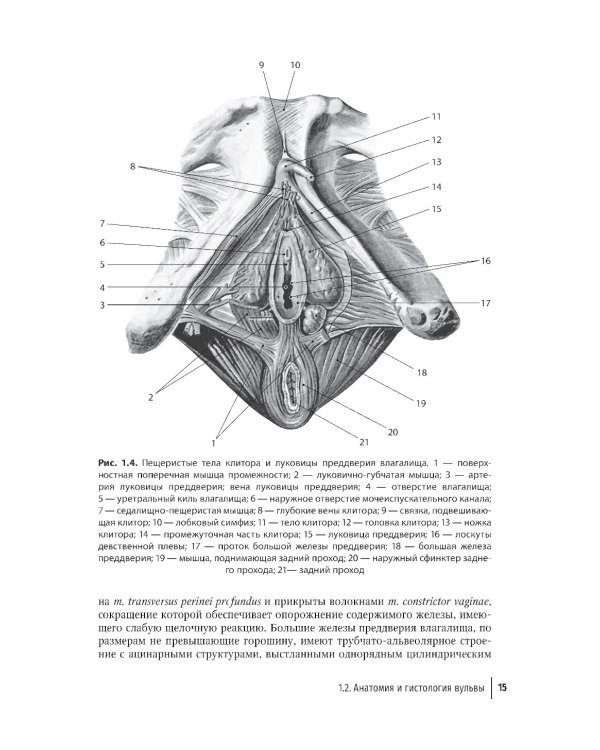 Патология вульвы и влагалища. Диагностические алгоритмы: практическое руководство
