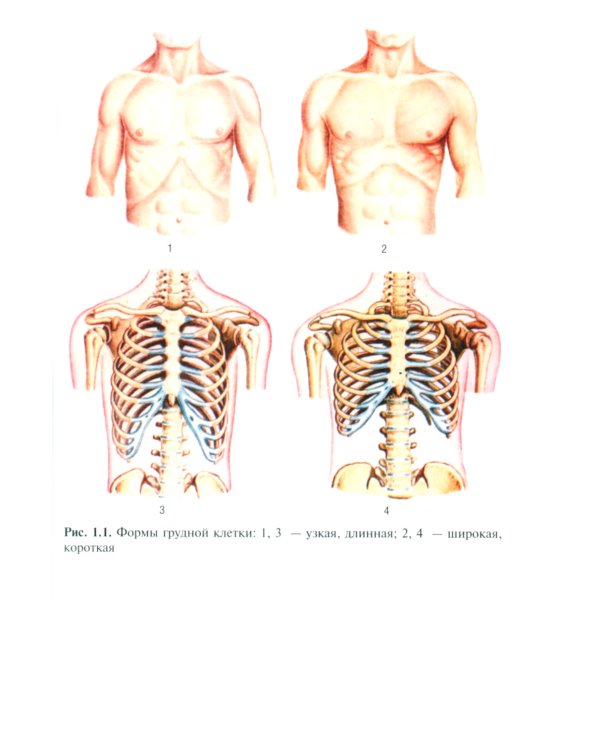 Топографическая анатомия: практикум для медицинских сестер по медицинскому массажу. 3-е изд., перераб. и доп