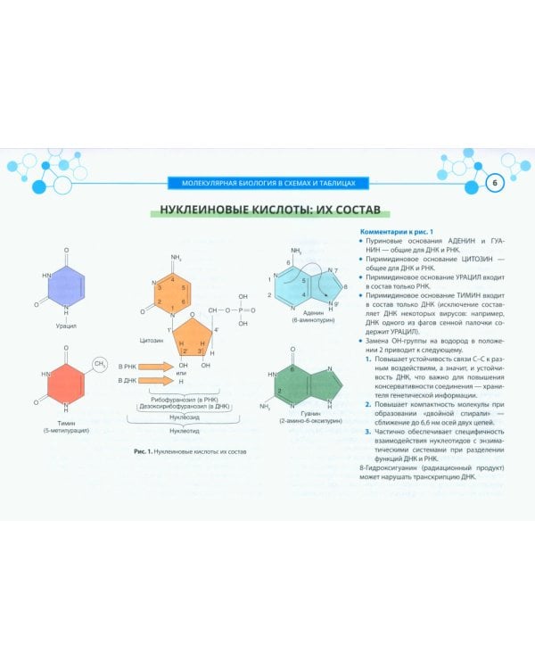 Молекулярная биология в схемах и таблицах