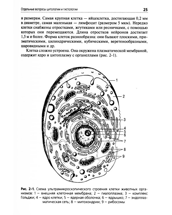 Анатомия и физиология человека: Учебник. 3-е изд., перераб. и доп