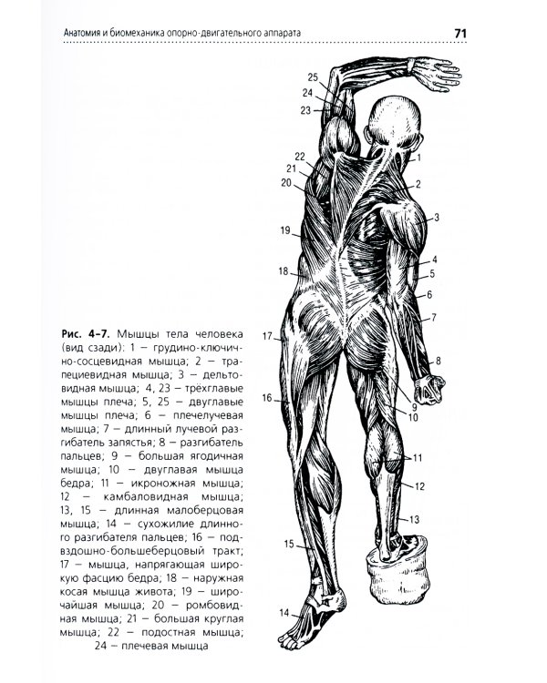 Анатомия и физиология человека: Учебник. 3-е изд., перераб. и доп