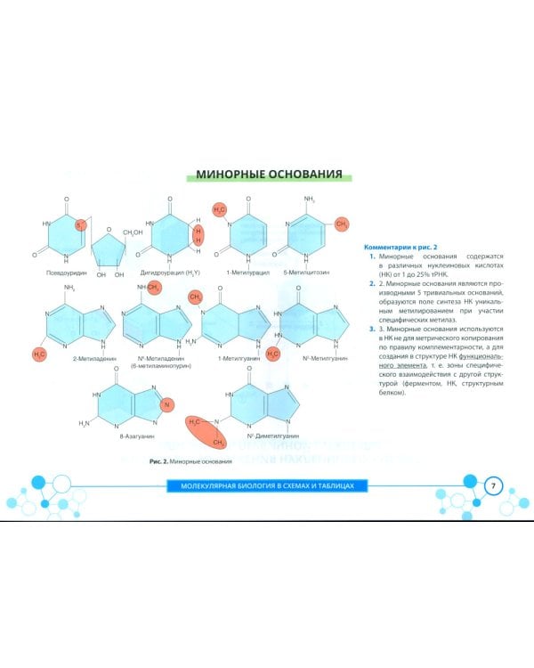 Молекулярная биология в схемах и таблицах
