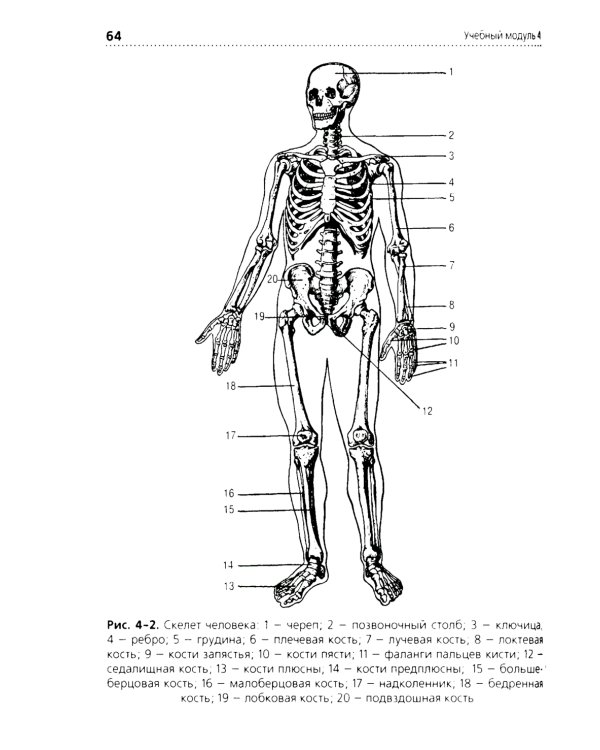 Анатомия и физиология человека: Учебник. 3-е изд., перераб. и доп