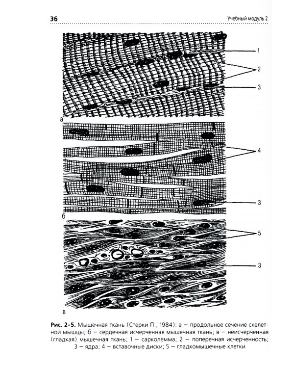 Анатомия и физиология человека: Учебник. 3-е изд., перераб. и доп