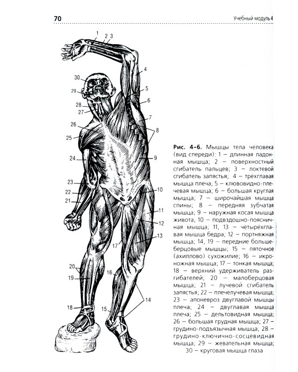 Анатомия и физиология человека: Учебник. 3-е изд., перераб. и доп