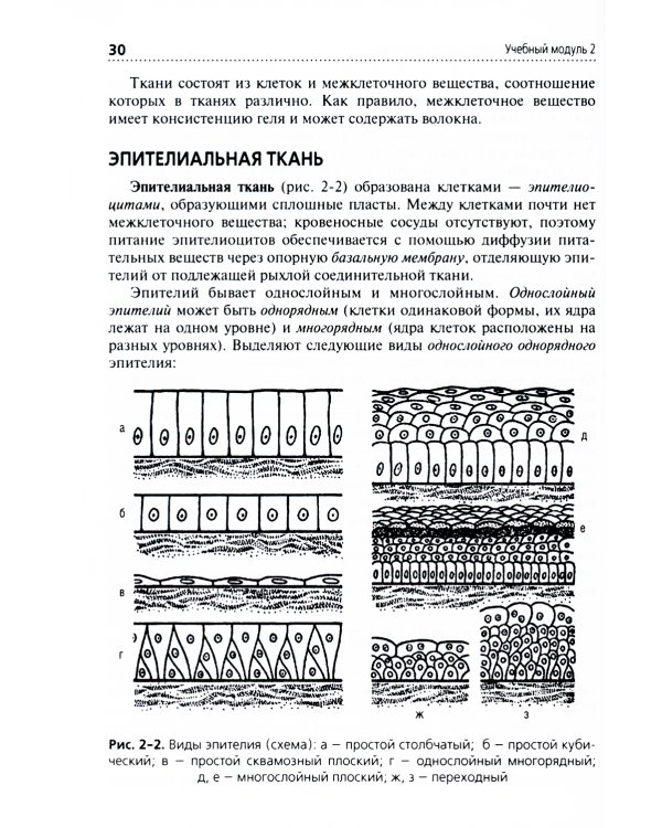 Анатомия и физиология человека: Учебник. 3-е изд., перераб. и доп