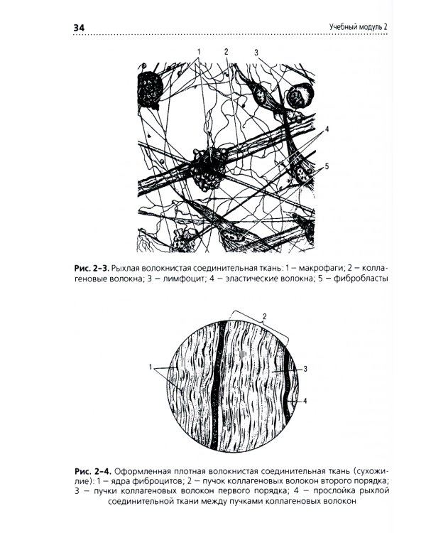 Анатомия и физиология человека: Учебник. 3-е изд., перераб. и доп