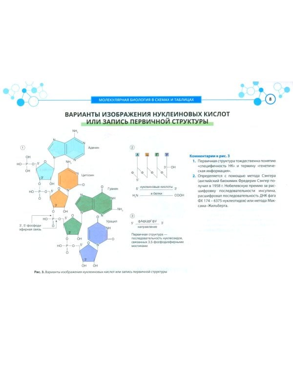 Молекулярная биология в схемах и таблицах
