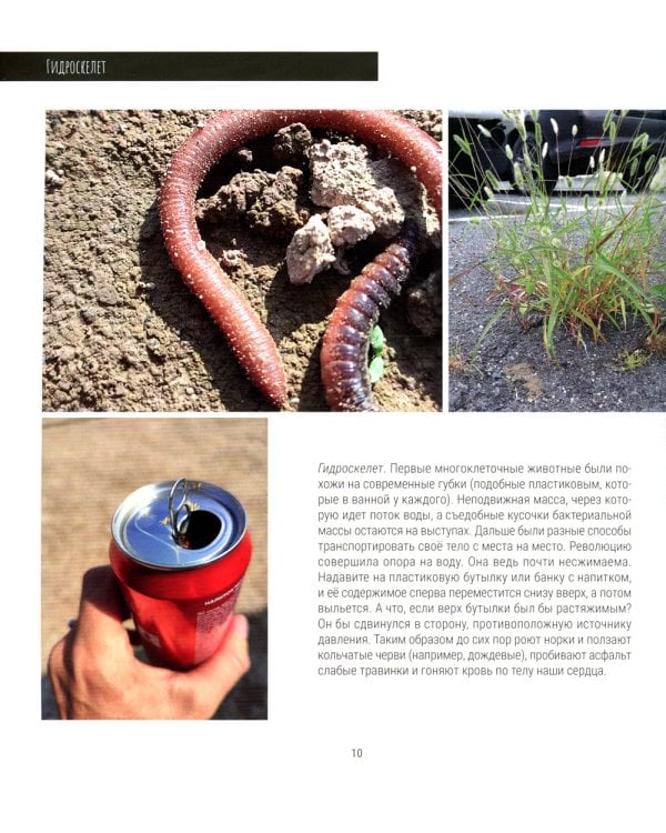 Рыцари Цереры. История эволюции в фотографиях Средней полосы