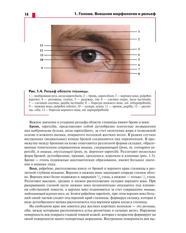 Анатомия головы (с нейроанатомией). Руководство для студентов медицинских специальностей вузов