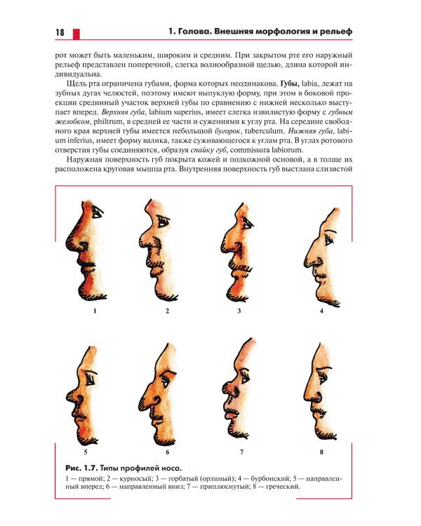 Анатомия головы (с нейроанатомией). Руководство для студентов медицинских специальностей вузов