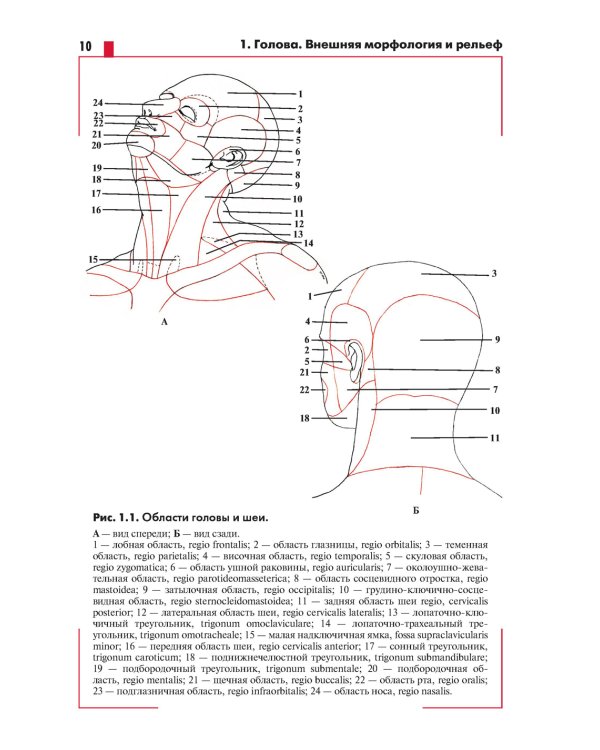 Анатомия головы (с нейроанатомией). Руководство для студентов медицинских специальностей вузов