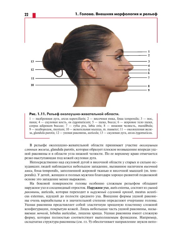Анатомия головы (с нейроанатомией). Руководство для студентов медицинских специальностей вузов