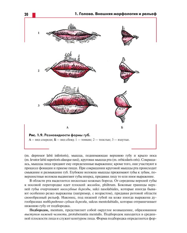Анатомия головы (с нейроанатомией). Руководство для студентов медицинских специальностей вузов