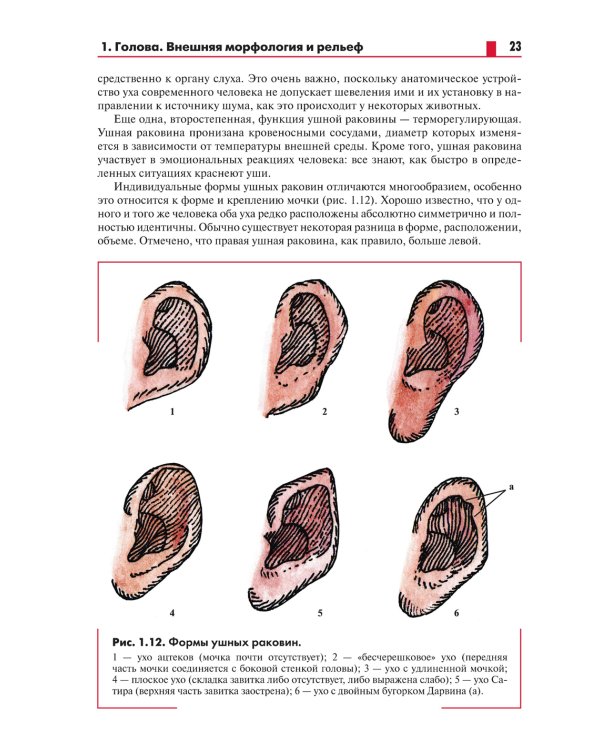 Анатомия головы (с нейроанатомией). Руководство для студентов медицинских специальностей вузов
