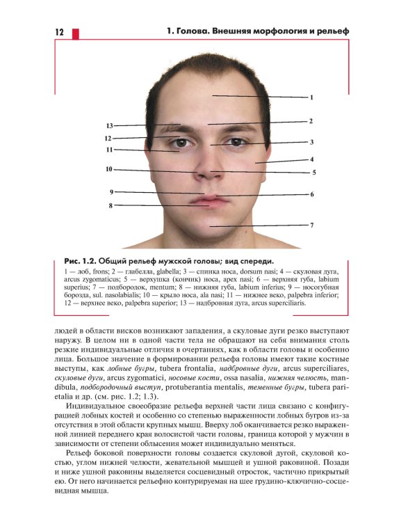 Анатомия головы (с нейроанатомией). Руководство для студентов медицинских специальностей вузов