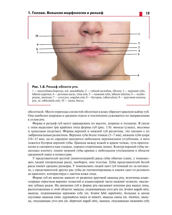 Анатомия головы (с нейроанатомией). Руководство для студентов медицинских специальностей вузов