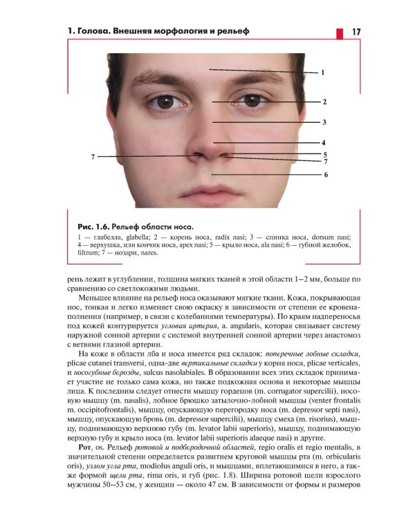 Анатомия головы (с нейроанатомией). Руководство для студентов медицинских специальностей вузов
