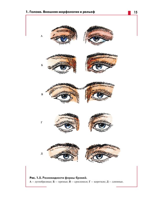 Анатомия головы (с нейроанатомией). Руководство для студентов медицинских специальностей вузов