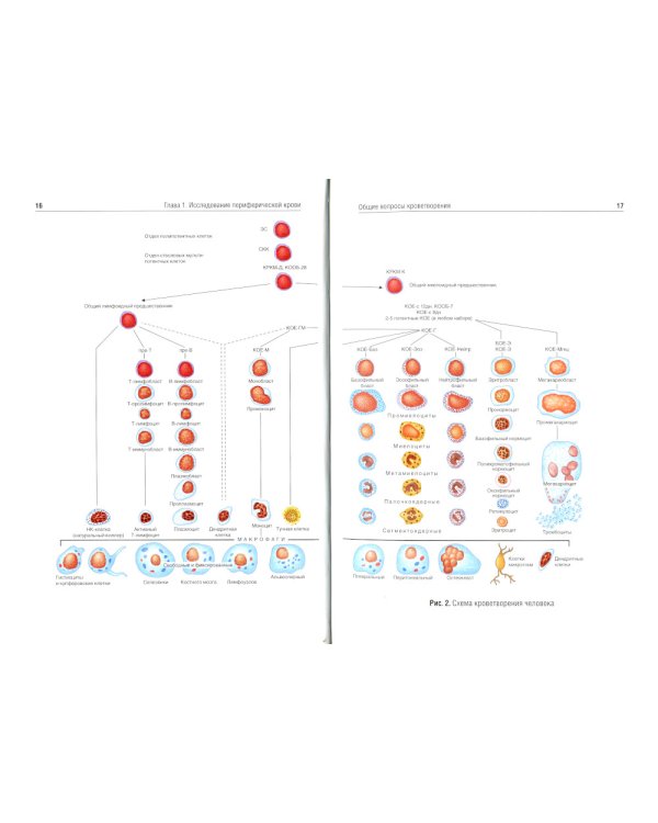 Клиническая лабораторная диагностика: Учебное пособие