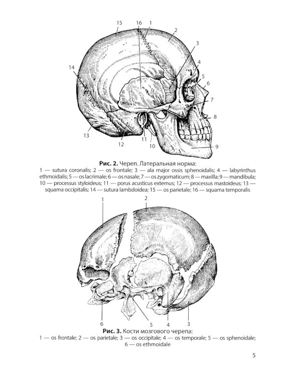 Клиническая анатомия черепа: Учебное пособие. 13-е изд., перераб. и доп