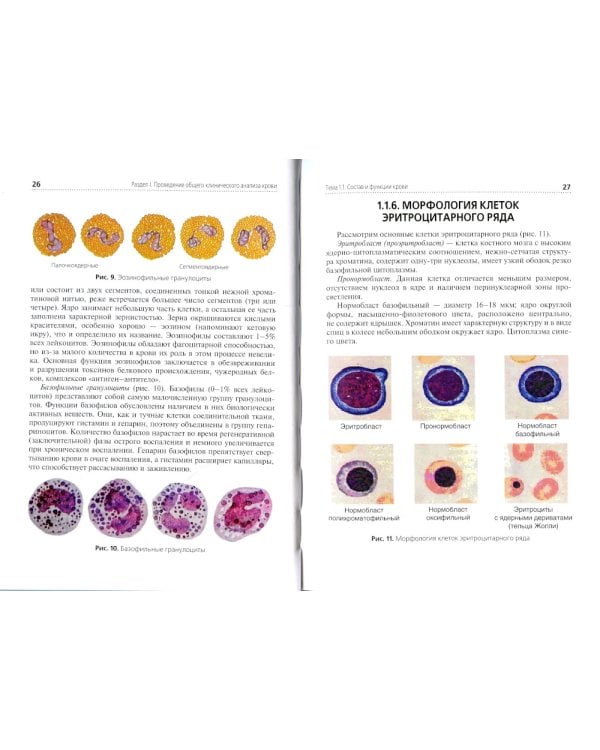 Теория и практика лабораторных гематологических исследований: Учебник
