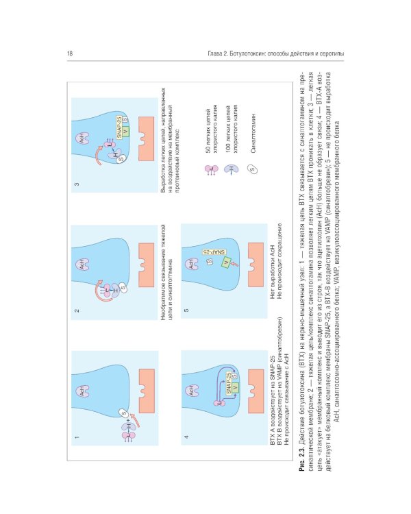Применение ботулотоксина в процедурах по омоложению лица