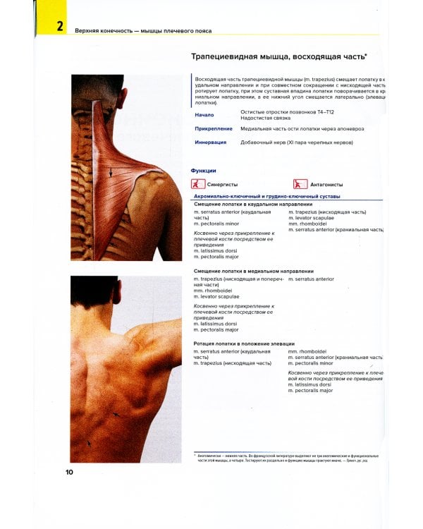 Мышцы. Анатомия. Движения. Тестирование