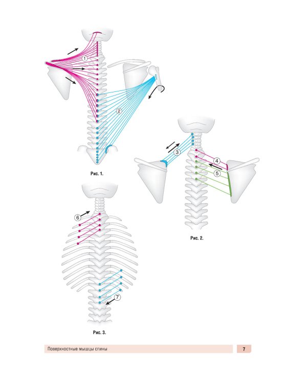 Анатомия человека: миология в схемах и таблицах: Учебное пособие