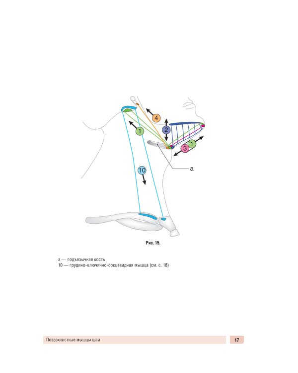 Анатомия человека: миология в схемах и таблицах: Учебное пособие