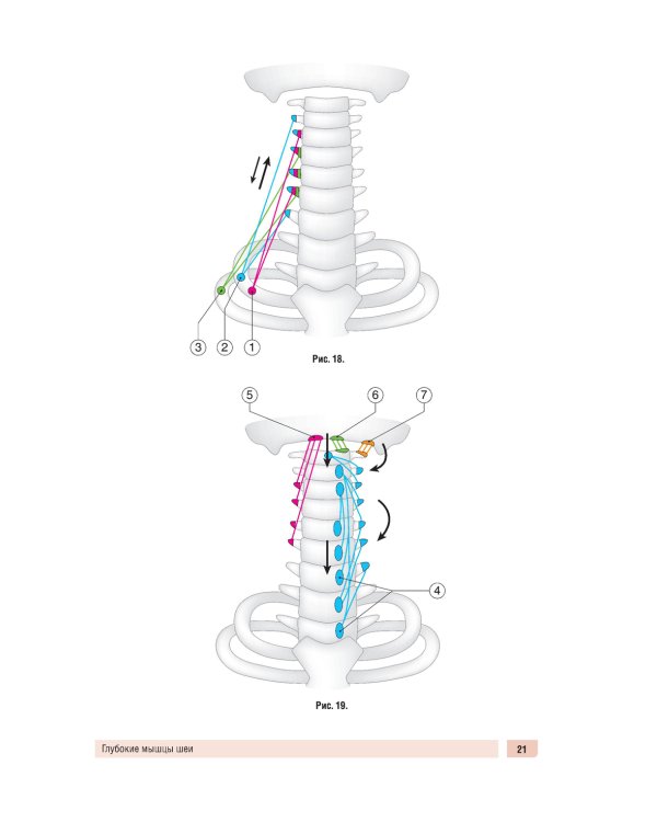 Анатомия человека: миология в схемах и таблицах: Учебное пособие
