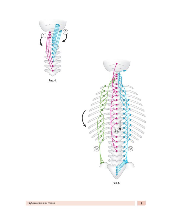 Анатомия человека: миология в схемах и таблицах: Учебное пособие