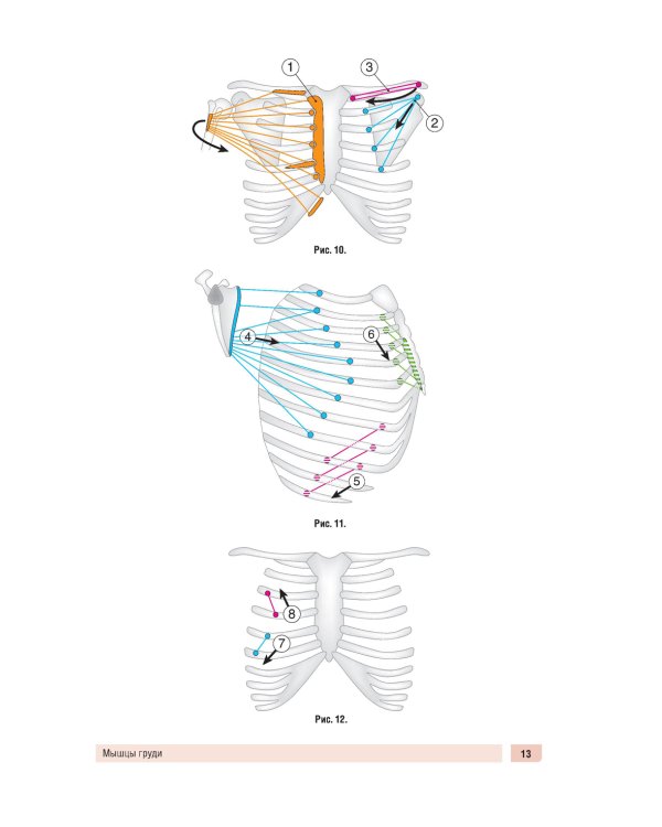 Анатомия человека: миология в схемах и таблицах: Учебное пособие