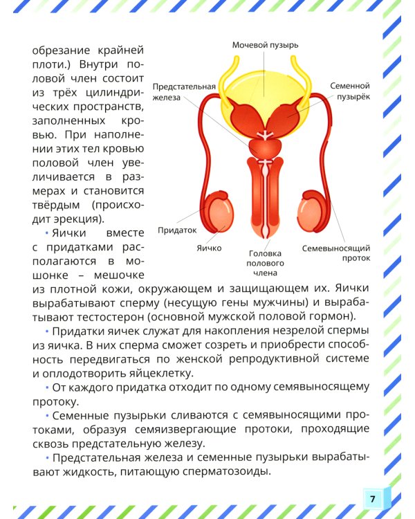 Почему меняется мое тело? Книга о половом воспитании для мальчиков от 9 до 13 лет
