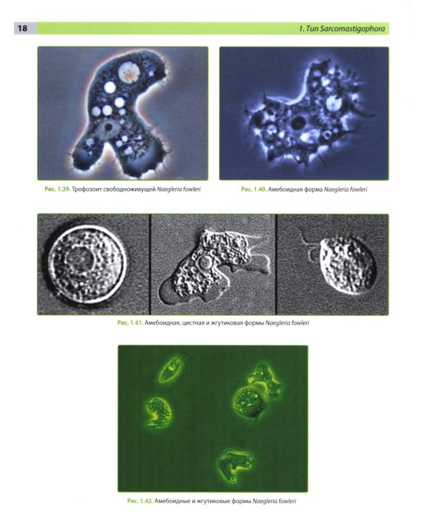 Атлас по медицинской паразитологии: Учебное пособие