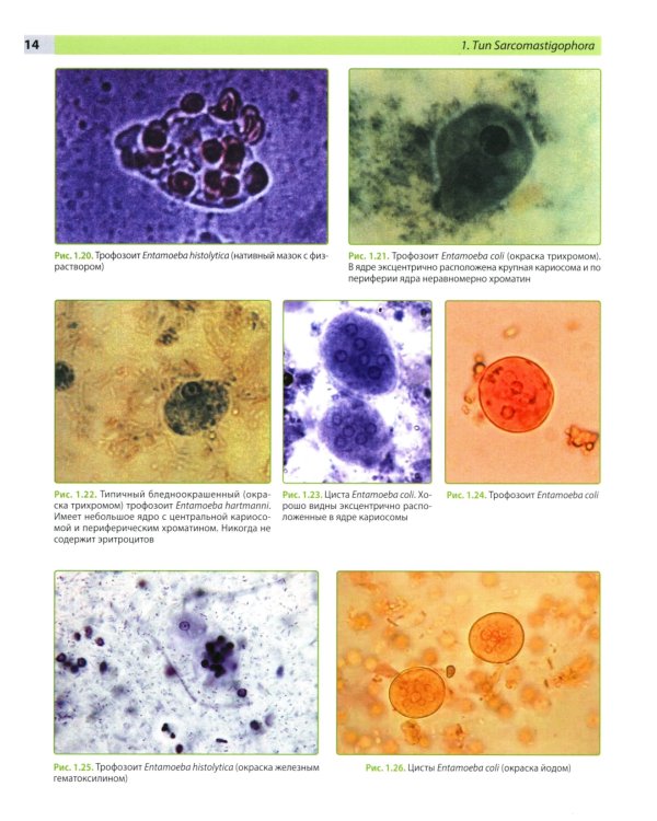 Атлас по медицинской паразитологии: Учебное пособие