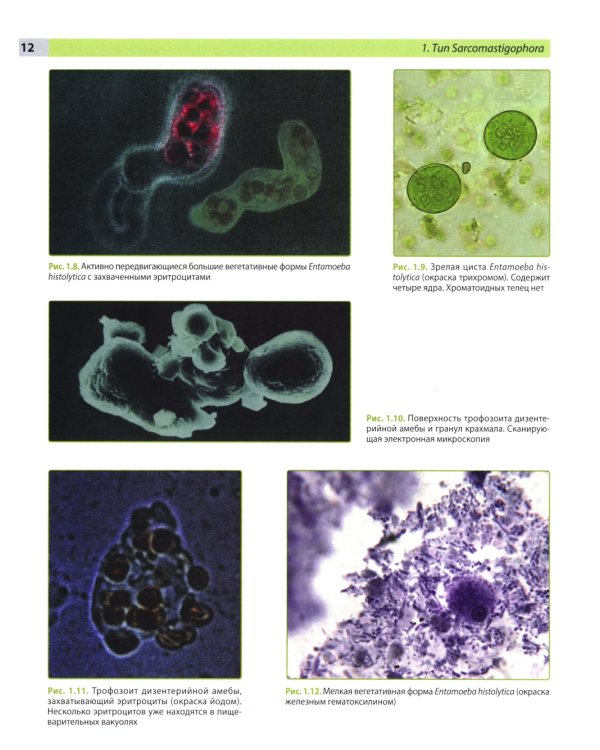 Атлас по медицинской паразитологии: Учебное пособие