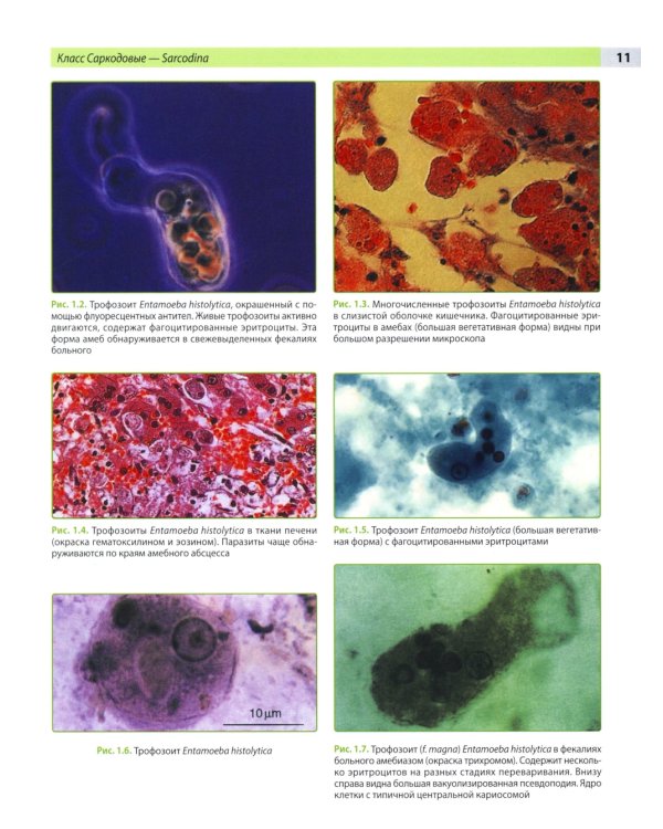 Атлас по медицинской паразитологии: Учебное пособие