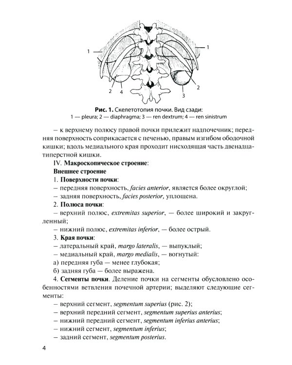 Анатомия органов мочеполовой системы: Учебное пособие. 13-е изд., перераб. и доп